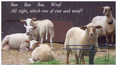 Why did Paul spank the Galatians so hard?