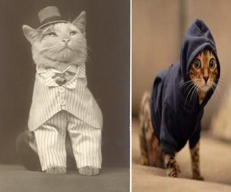 Top 10 Examples of Modern Cat Vs Older Cat
