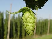 More Hops: Prices Future Growth