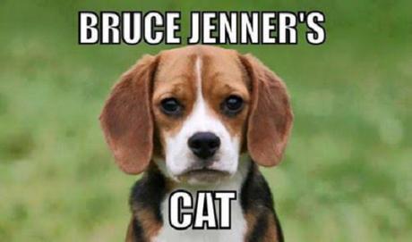 Bruce Jenner's cat
