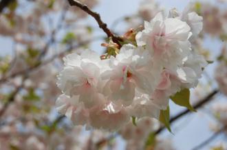 Prunus lannesiana Leaf Flower (18/04/2015, The Prince Park, Tokyo, Japan)