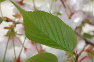 Prunus lannesiana Leaf (18/04/2015, The Prince Park, Tokyo, Japan)