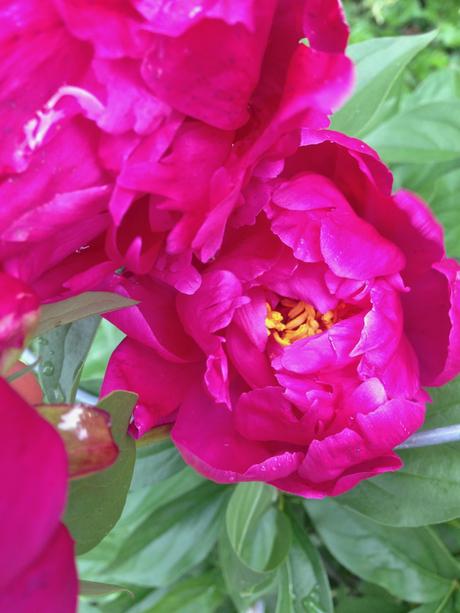 Into the Garden: Peonies