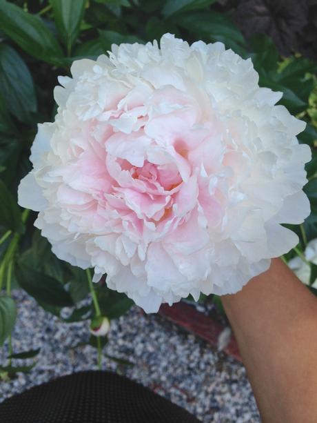 Into the Garden: Peonies