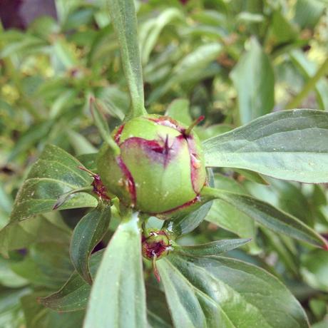 Into the Garden: Peonies