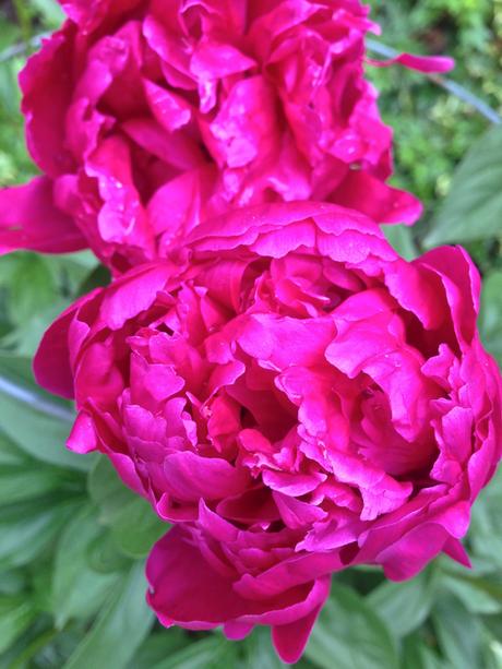 Into the Garden: Peonies