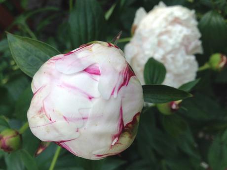 Into the Garden: Peonies