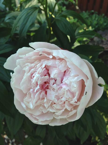 Into the Garden: Peonies