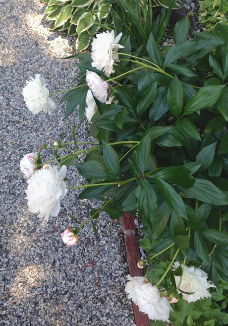 Into the Garden: Peonies