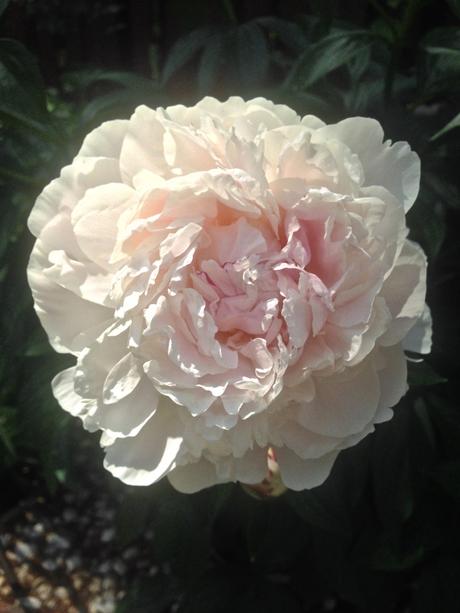 Into the Garden: Peonies