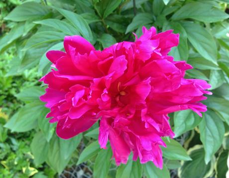 Into the Garden: Peonies