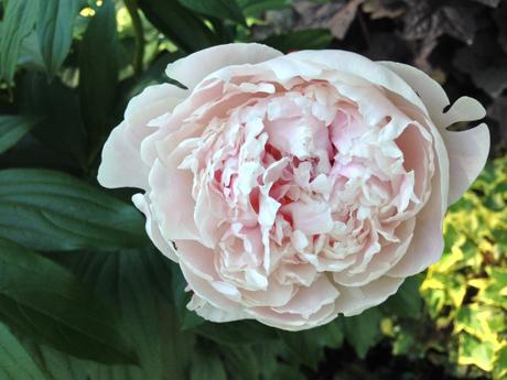 Into the Garden: Peonies