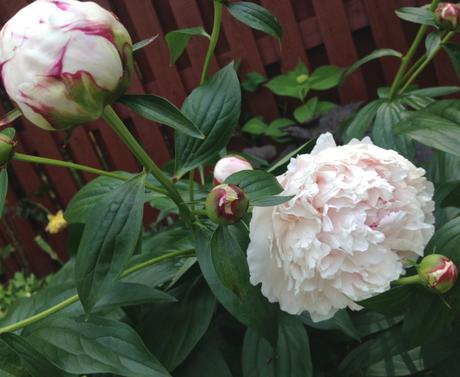 Into the Garden: Peonies