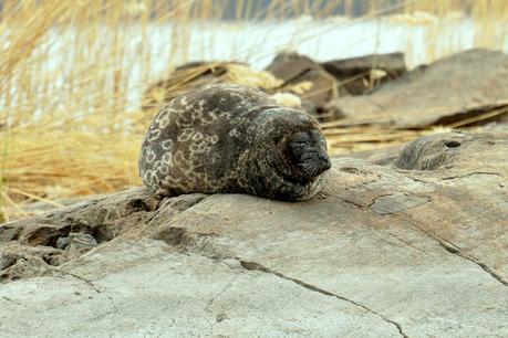 The Saimaa ringed seal is only found in Lake Saimaa in Savonlinna, Finland