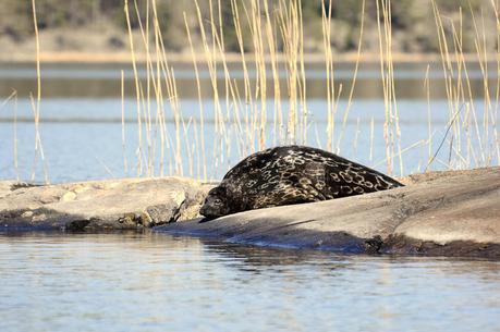 The Saimaa ringed seal is crtically endangered and is only found in Savonlinna, Finland
