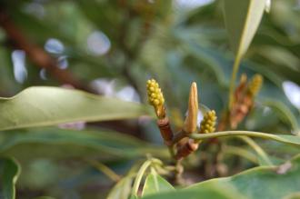 Magnolia compressa Seed (18/04/2015, Imperial Palace East Garden, Tokyo, Japan)