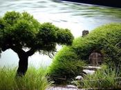 Best Examples Aquascaping