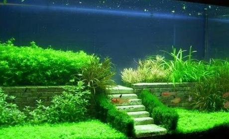 Top 10 Best Examples of Aquascaping