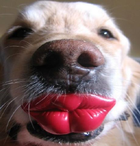 Dog with kissable Lips