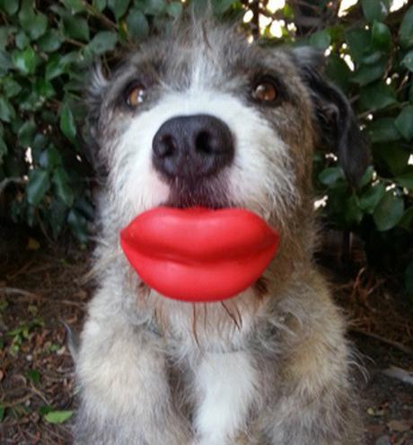 Top 10 Bigs Lips Kissable Dogs