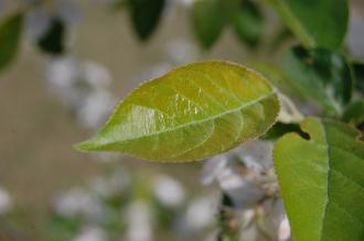 Malus asiatica Leaf (18/04/2015, Imperial Palace East Garden, Tokyo, Japan)