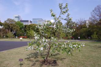 Malus asiatica (18/04/2015, Imperial Palace East Garden, Tokyo, Japan)