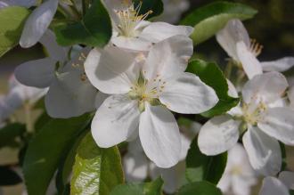 Malus asiatica Flower (18/04/2015, Imperial Palace East Garden, Tokyo, Japan)