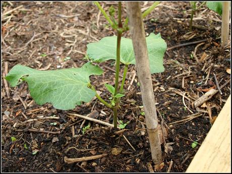 Runner Beans - more intelligent than you might think