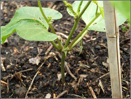 Runner Beans - more intelligent than you might think