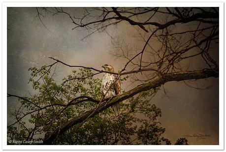 Red Tailed Hawk - photo © Karen Casey-Smith