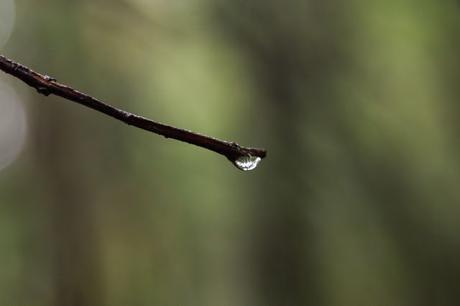 water drop end of branch