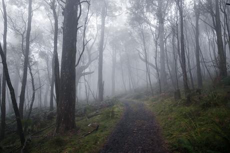 walking track in mist