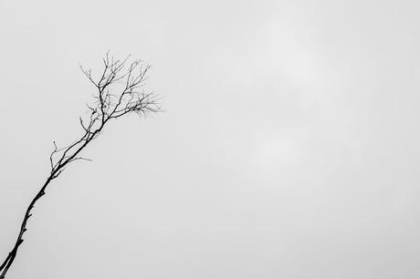 branch silhouette white sky
