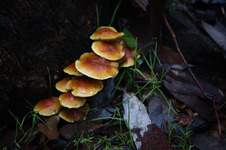fungi under tree