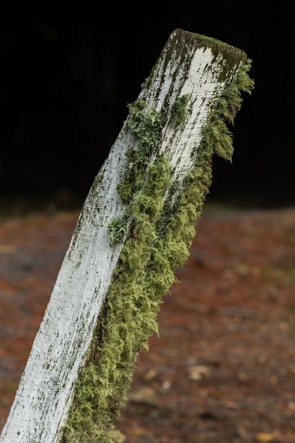 moss on wooden post
