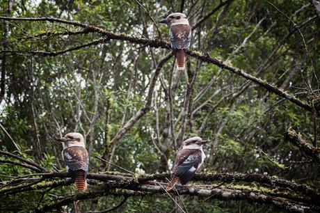 kookaburras in tree