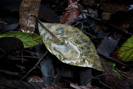 water reflected on leaf