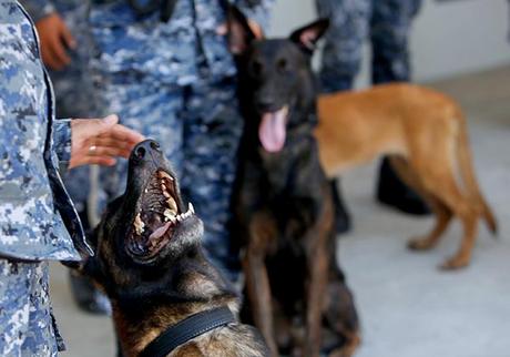 Dogs on Duty