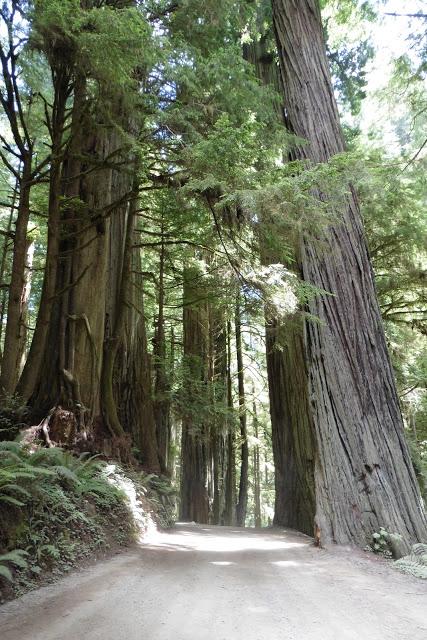 Redwoods!