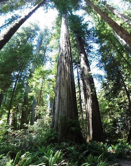 Redwoods!