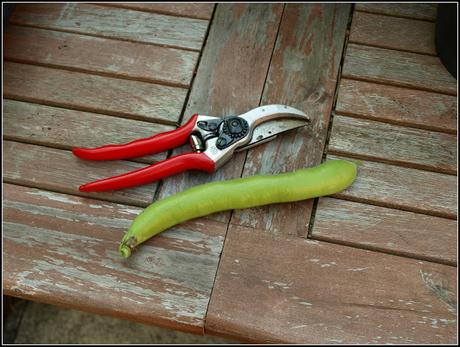 Broad Beans - are they ready yet?