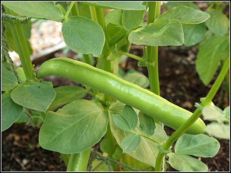 Broad Beans - are they ready yet?