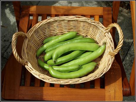 Broad Beans - are they ready yet?