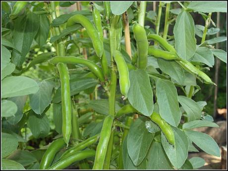 Broad Beans - are they ready yet?