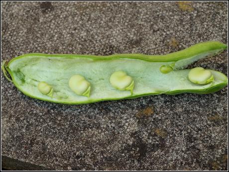 Broad Beans - are they ready yet?