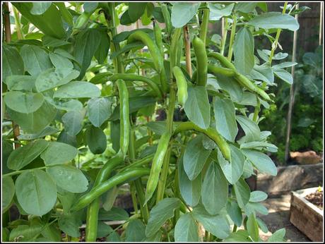 Broad Beans - are they ready yet?