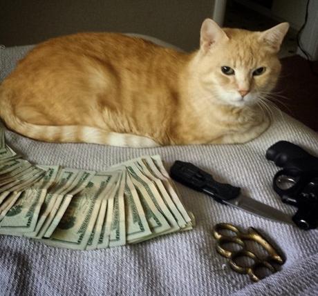 Top 10 Pictures of Thug Life Gangster Cats