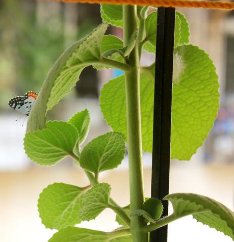 Butterfly In My Balcony: Rainy Season