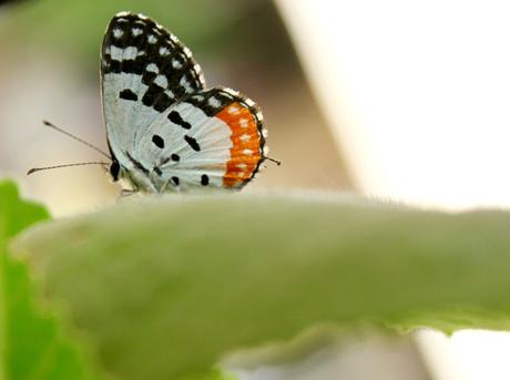 Butterfly In My Balcony: Rainy Season