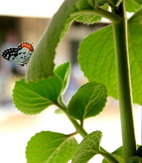 Butterfly In My Balcony: Rainy Season